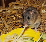 mouse photo