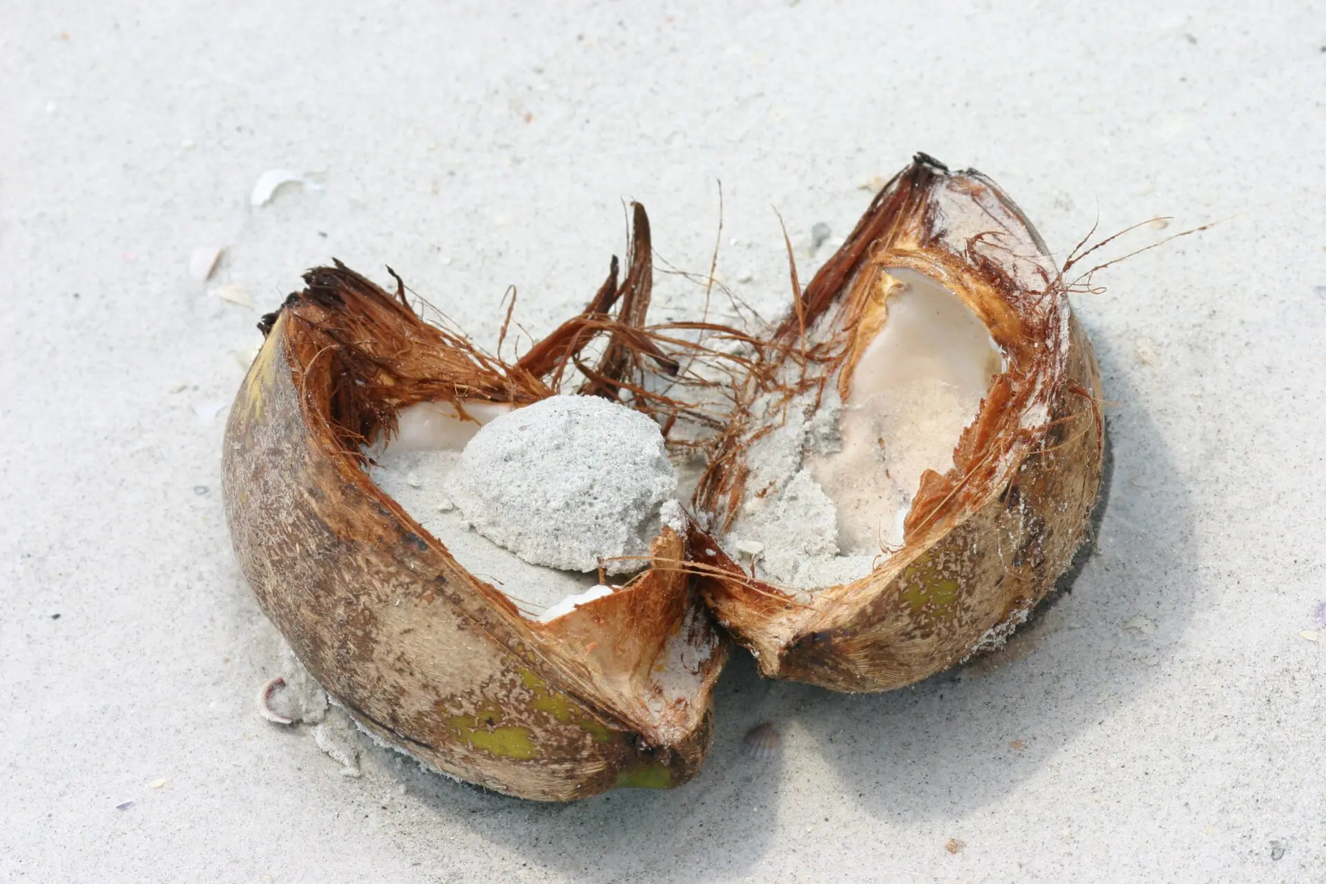 The Legend of the Booty Coconut