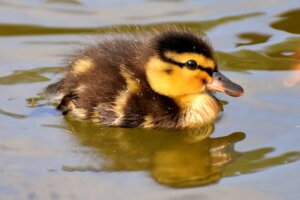 A fluffy duckling floating in water