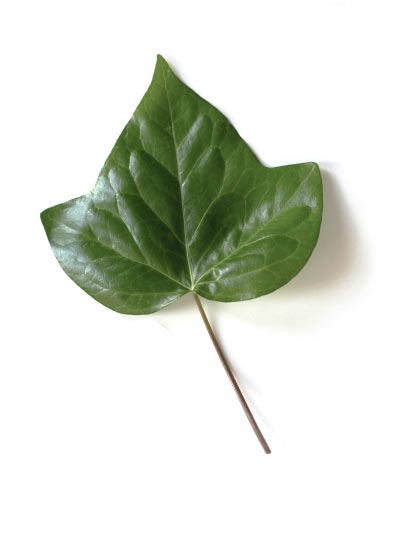 tree.fm